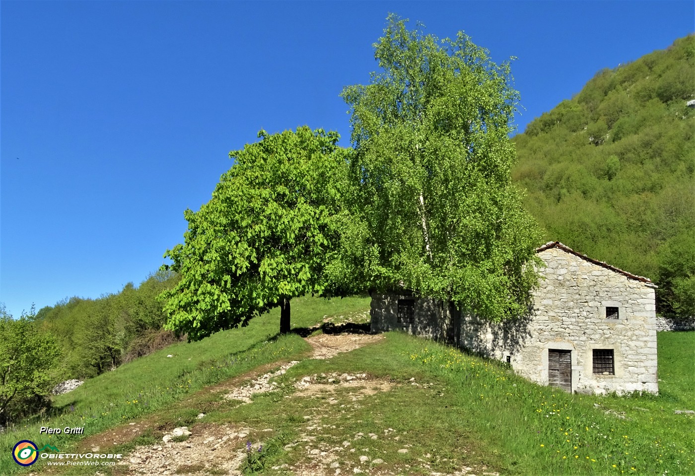 12 Esploso il verde primaverile !.JPG